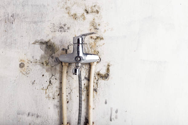 Best Home Mold Removal  in Knob Noster, MO