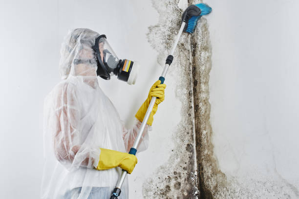 Best Black Mold Removal  in Knob Noster, MO