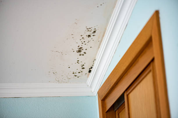 Best Fast Mold Removal  in Knob Noster, MO