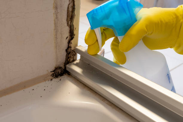 Best Same-Day Mold Removal  in Knob Noster, MO