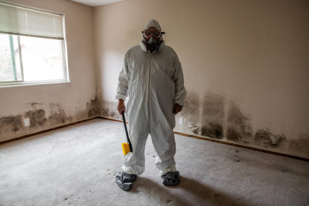 Best Mold Remediation  in Knob Noster, MO