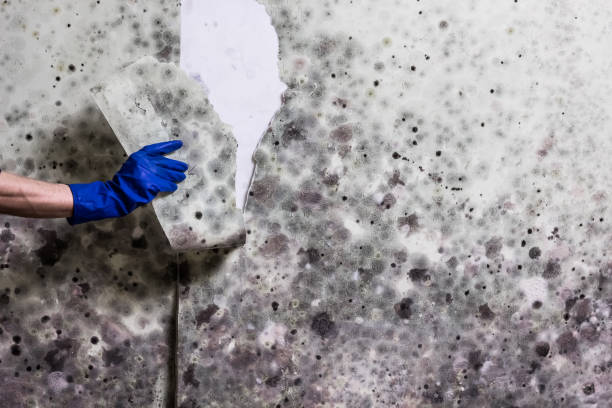 Best Emergency Mold Removal  in Knob Noster, MO