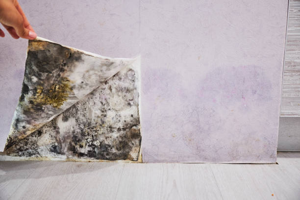 Best Professional Mold Removal  in Knob Noster, MO